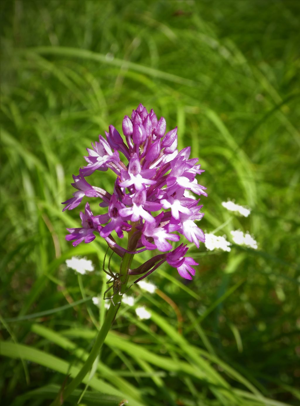 Alpi Apuane